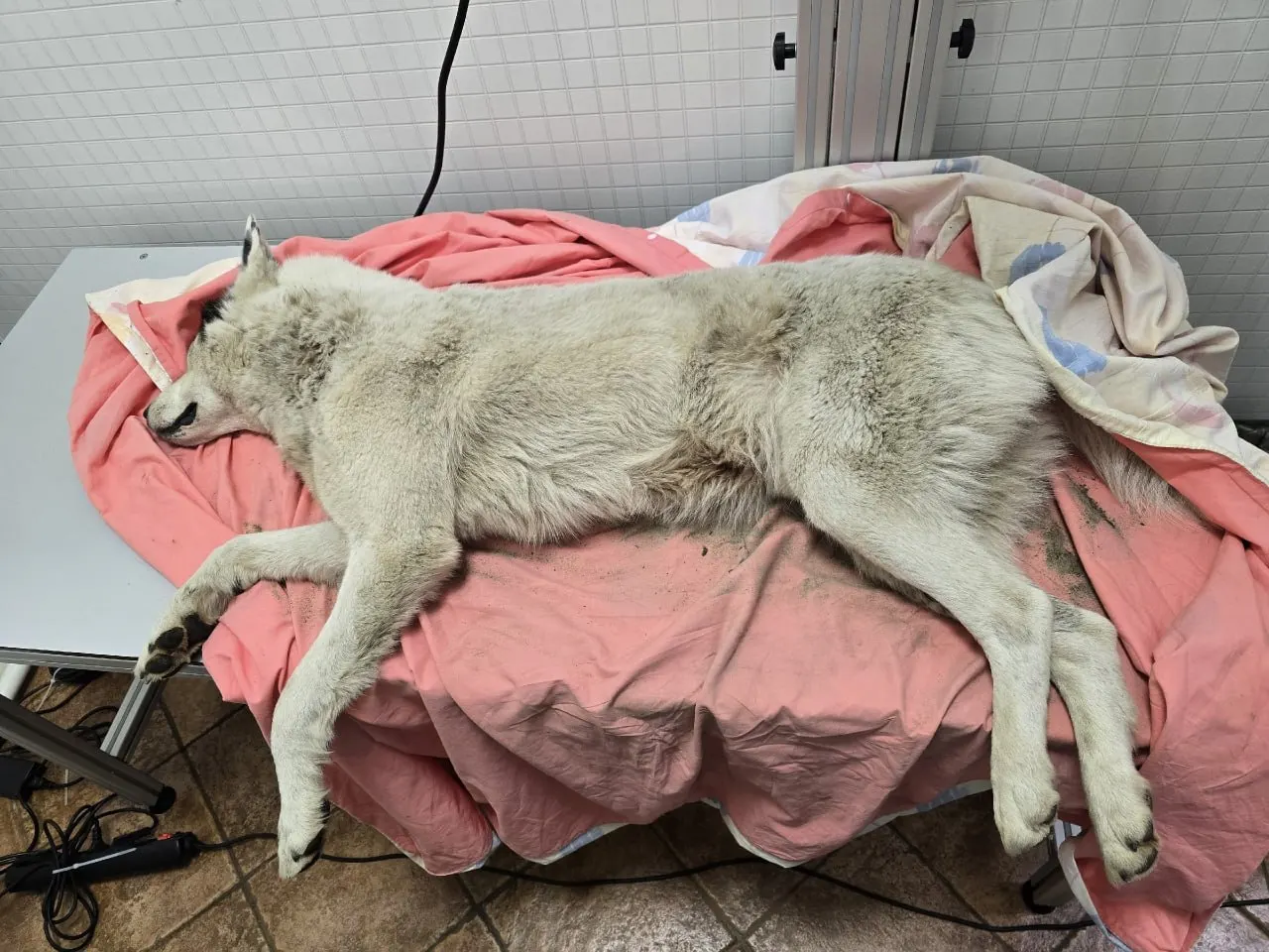Две собаки с осколочными ранениями доставлены в клинику в Выборге. Волонтёры начали сбор средств на лечение, полиция получила сообщение о происшествии.