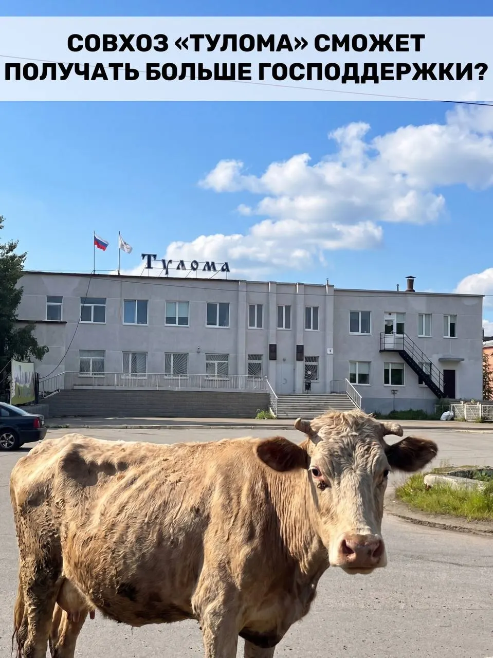 Минсельхоз расширил критерии субсидий для молочных предприятий — господдержку смогут получать хозяйства с долей государства или муниципалитета свыше 25%. В Мурманской области это актуально на фоне сообщений сотрудников совхоза «Тулома» о нехватке кормов, долгах и невыплатах.