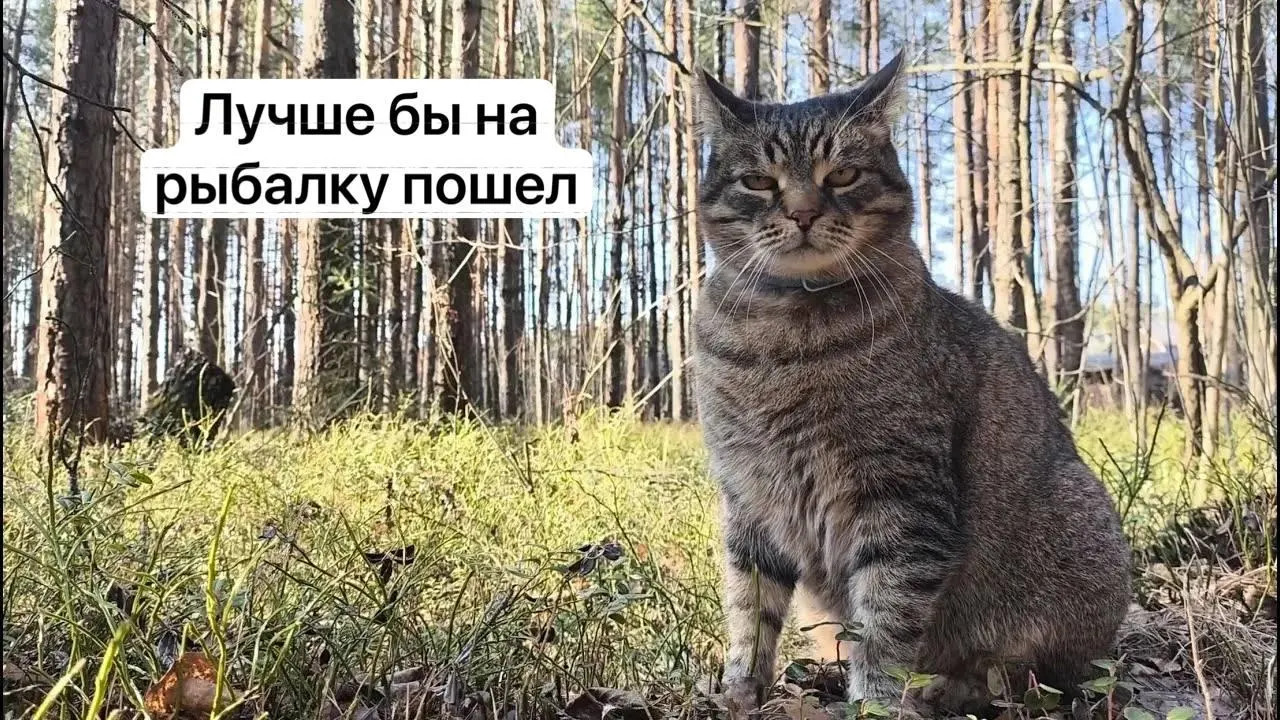 Для сбора некоторых редких видов, в том числе сыроежки золотистой и чёрного трюфеля, с 1 сентября 2027 года нужно будет получить разрешение на портале «Госуслуги». Заявки будут рассматривать до 15 дней; за незаконный сбор краснокнижных грибов предусмотрена уголовная ответственность.