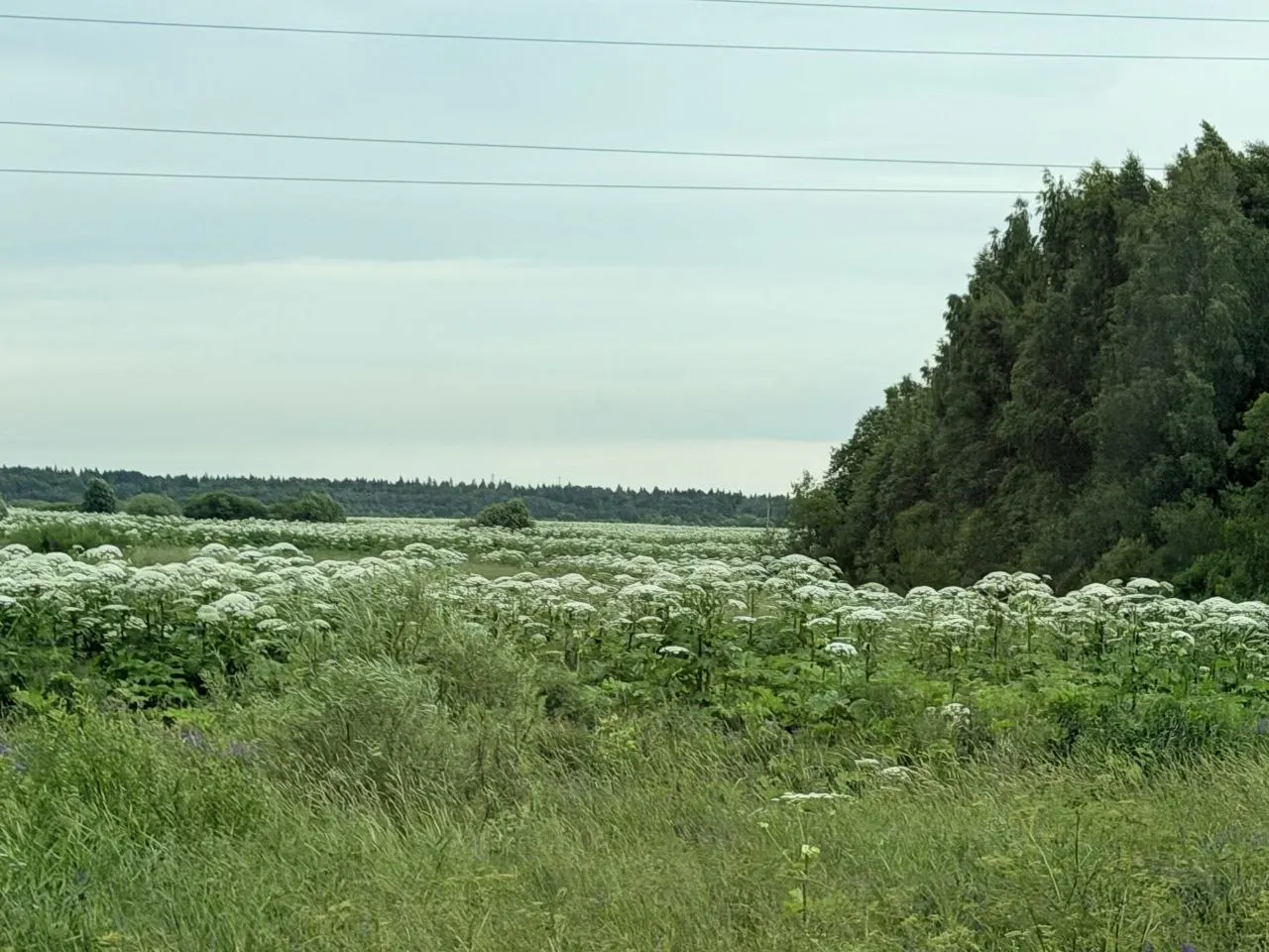 Вдоль дорог и в отдельных населённых пунктах Вологодской области отмечены обширные заросли борщевика; владельцам участков грозят крупные штрафы за бездействие.