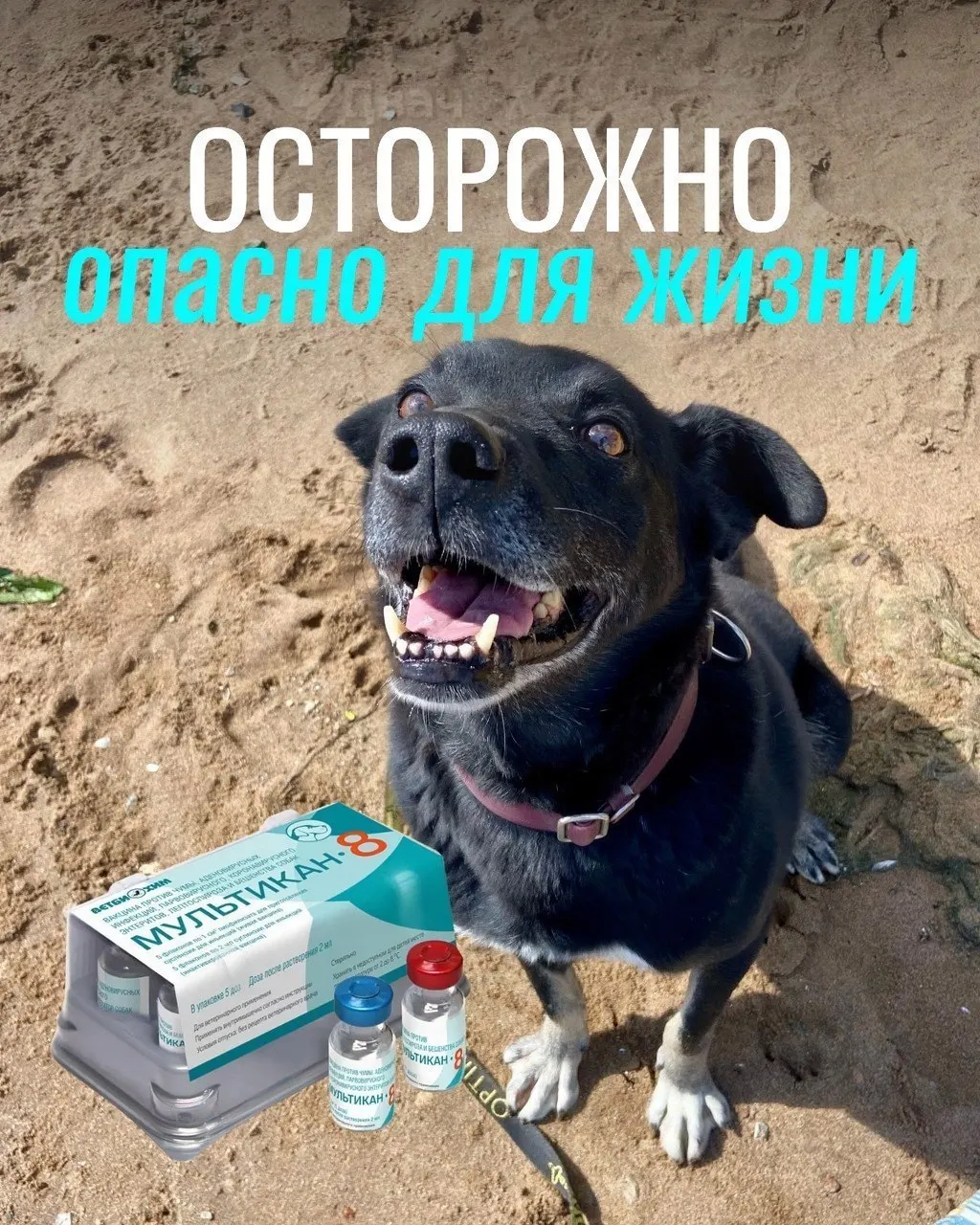 Владельцы жалуются на судороги, кровавую рвоту, диарею и другие тяжёлые симптомы после прививок вакциной «Мультикан-8». Часть животных погибла, часть — усыплена; партия вакцины отозвана, причин до конца не установлены.